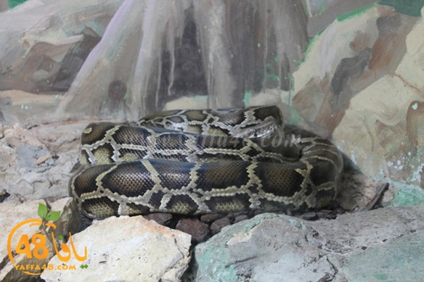 re7la 7eifa (66).JPG